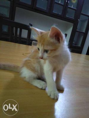 Orange And White Tabby Kitten