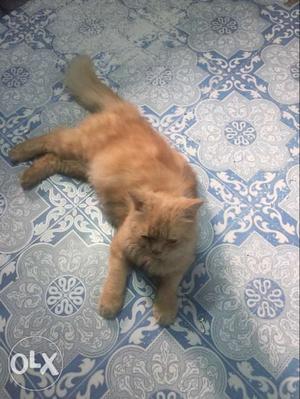 Orange Tabby Cat. 8months old. It’s a male.
