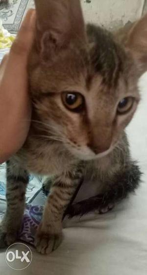 Pair of two tabby kittens 4 months old urgent sale.