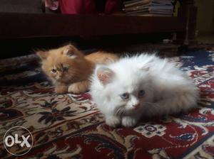 Persian Kitten for Sell available. Golden and