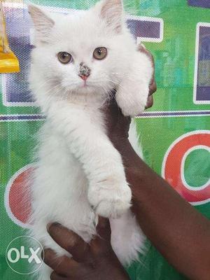 Persian Male Kitten For sale In ECR.