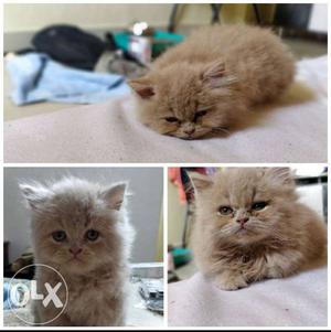 Persian cat potty trained 4 month old off white