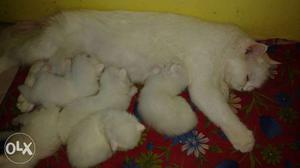 Persian cat with four kittens best quality flat