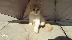 Persian male 2 months kitten.  call 