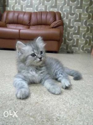 Persion cat beautiful male grey colour so