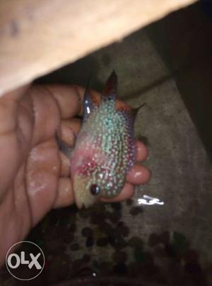 Pink And Green Flowerhorn Fish with big head