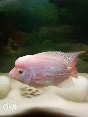 Pink Flower Horn Fish