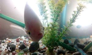 Pink Scaled Aquarium Fish