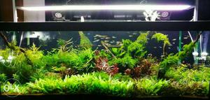 Planted aquarium available.call or what's app