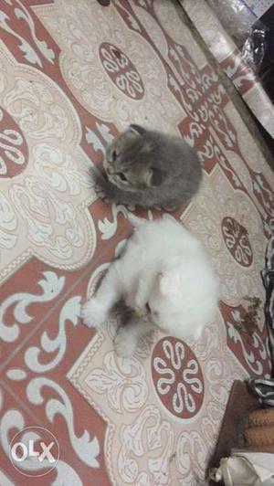 Price negotiable for the grey one very cute and