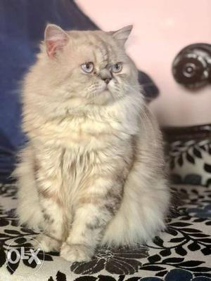 Punch face Persian male cat for mating