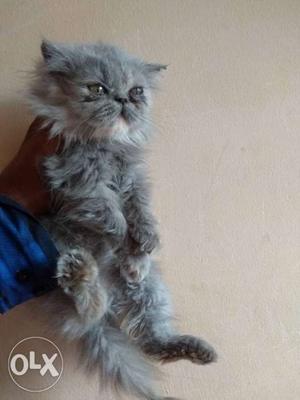 Pure Persian female kitten two and half month old