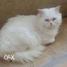 Pure breed 10 months old white persian male