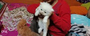 Pure parsion white kitten 45days old semi punched