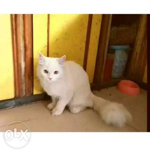 Pure persian female Cat. High quality Pure
