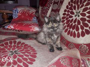 Pure purshian cat 3 months urgent for sale