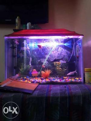 Rectangular Fish Tank