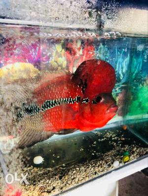 Red Flowerhorn Fish