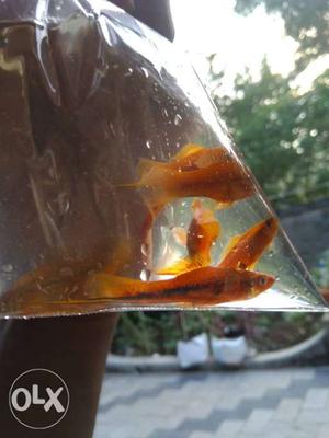 Red sword tail fishes.more than4cm lenghth