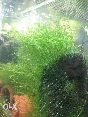 Riccia Moss available for sale. Low light, Non