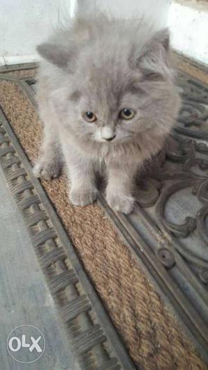 Russian blue kitten for sale