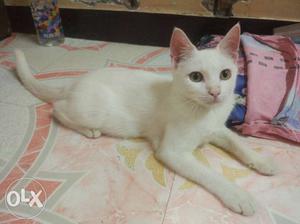 Russion full white male cat 8 months old with