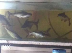 Shark 13 to 15 inch for sale each