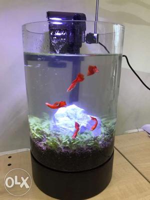 Shoal Of 5 guppy Pet Fish with full set for sale