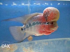 Srd monster kok long body flowerhorn fish