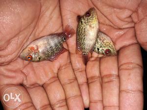Super Red Dragon flowerhorn babies (imported)