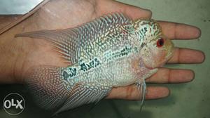 Super pearls kml flowerhorn fish for sell in navimumbai