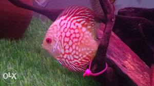 Super red checkerbord discus 3 to 3.75 inch very