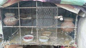 Superb cage with 6 pots.