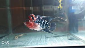 Top quality Super Red Dragon Flowerhorn for sale