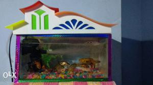 Total 13 goldfishes 1big size and motor and small