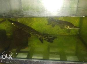 Two Long Black And Brown Pet Fishes