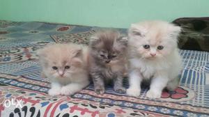 Two White And One Gray Persian Kittens