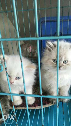 Two White Siamese Kittens