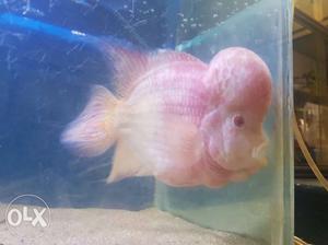 Urgent Sell my albino flower horn fish 5 inch big