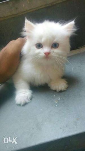 Very Pure Awesome Cute Looking Persian Kittens
