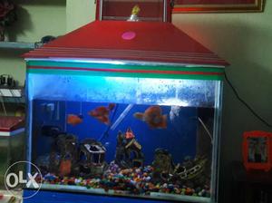 Very good aquarium with 7 fishes and