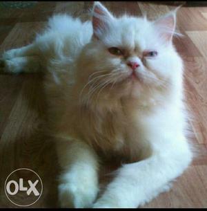 Want to buy a punch face female persian cat