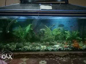 Water filter & oxygen filter & 10 fishes... Rgent