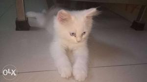 White Persian Kitten