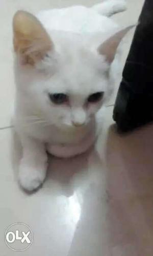 White Short-fur Cat trained for litter and vaccinated
