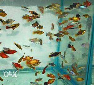 mixed platy available for sale