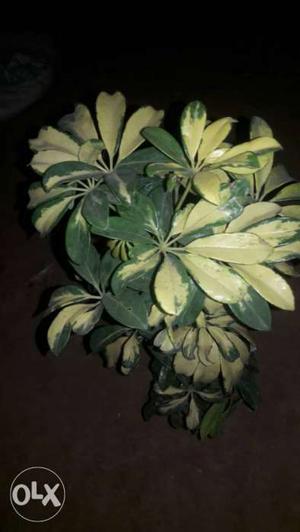 Beige-and-green Leaf Plant