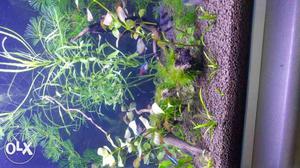 Brand new condition imported fish tank with