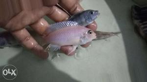 Cichlids fish for sale total 7 fish for