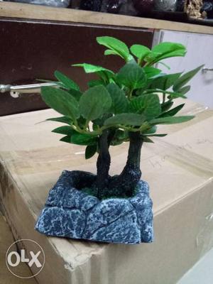 Green Leaf bonsai